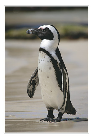 158 African Penguin Cape Peninsula