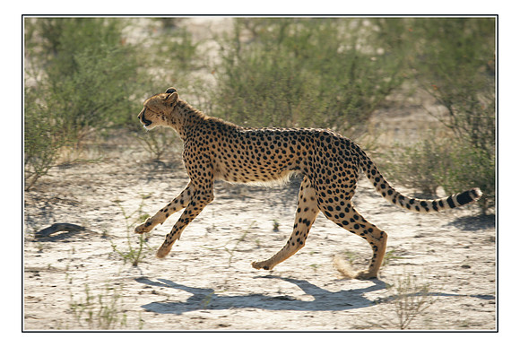 089 Kalahari Desert Wildlife