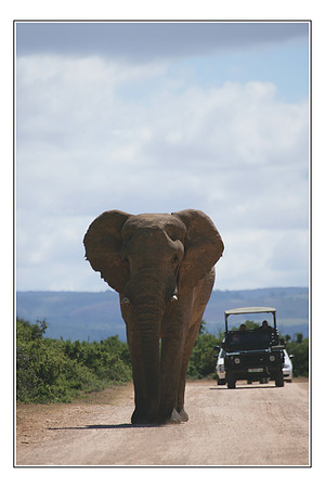 164 African Wildlife